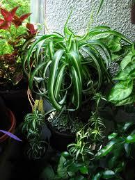 Sadnice - sobne biljke: hlorofitum-šareni