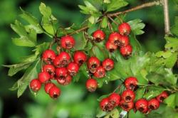 Sadnice - drveće: glog crveni plod sadnica 50cm