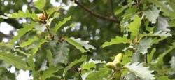 Sadnice - drveće: hrast kitnjak