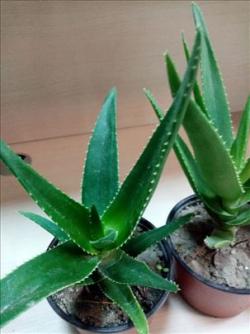 Sadnice - sobne biljke: aloja zelena 