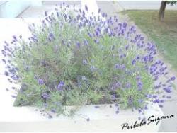 Perene: PAKET 3 kom.lavanda+zalfija+ruzmarin