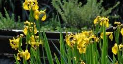 Lukovice: iris vodeni-žuti-koren 
