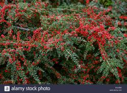 Seme žbunastih vrsta: cotonaster-dunjarica horizontalis