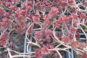Kaktusi: sedum rubinium