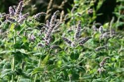 Začini i lekovito bilje: mentha  spicata