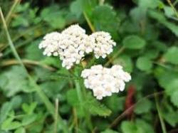 Začini i lekovito bilje: hajdučka trava beli cvet 
