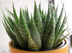 Sadnice - sobne biljke: Aloja aristrata