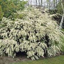 Sadnice - žbunaste vrste: spirea-sitna rana
