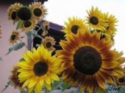 Seme cveća: suncokret ukrasni100sem