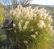 Rezano cveće: miskanthus sinensis-kineska šaš20kom
