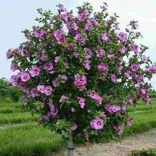 Seme drveća: hibiskus sirijska ruža