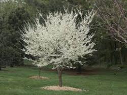 Sadnice - drveće: judino drvo/beli cvet