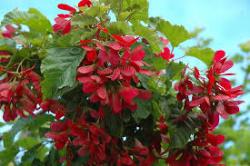 Sadnice - drveće: acer žestilj oko 60 cm(acer tataricum)