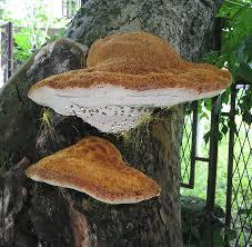 Aranžmani: gljive na drvetu za dekoraciju 