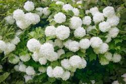 Sadnice - žbunaste vrste: viburnum opulus rossea(snežna grudva)