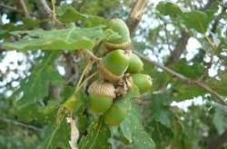 Sadnice - drveće: hrast medunac sadnica oko 30cm