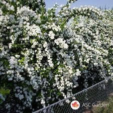 Sadnice - žbunaste vrste: baštenski jasmin/ŽBUN OKO 90cm