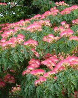 Sadnice - drveće: Kineska mimoza /albicija roze