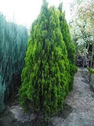 Seme drveća: tuja orjentalis  zelena kupaste forme