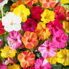 Seme cveća: noćurak jednogodišnji(mirabilis jalapa) mih30semenki