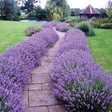 Začini i lekovito bilje: lavanda 50sem