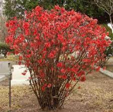 Sadnice - žbunaste vrste: japanska dunja 