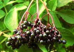 Začini i lekovito bilje: zova-plod