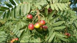 Sadnice - drveće: oskoruša stara sorta (SORBUS DOMESTICA)