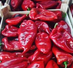 Seme povrća: PAPRIKA MAKEDONKA SEME 100GR