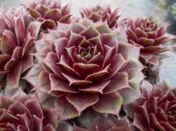 Perene: Sempervivum 03