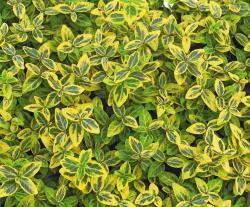 Sadnice - žbunaste vrste: Euonymus fortunei ’Emerald Gold’ 