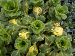 Perene: Saxifraga umbrosa variegata