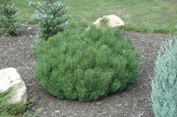 Sadnice - žbunaste vrste: Pinus mugo-sadnica