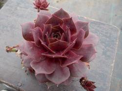 Perene: Sempervivum 01