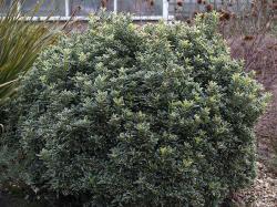 Sadnice - žbunaste vrste: Euonymus japonicus ’Microphyllus albovariegatus’