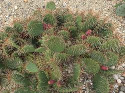 Kaktusi: Zimootporna Opuntia Hibrid Polyacantha x Macrorhiza