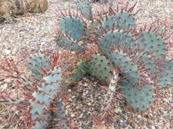 Kaktusi:  Opuntia phaeacantha x spinosibacca