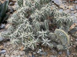 Kaktusi: Zimootporna Opuntia  Corynopuntia clavata cristata