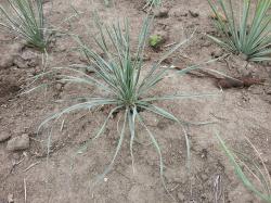 Sadnice - žbunaste vrste: Yucca Glauca