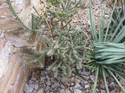 Kaktusi: Zimootporna Cylindriopuntia Whipplei
