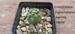 Kaktusi: Zimootporni Kaktus Echinocereus  triglochidiatus inermis Hibrid