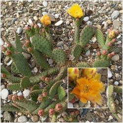 Kaktusi: Zimootporna Opuntia Basilaris Nana 
