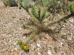 Kaktusi: Cylindropuntia davisii ‘Quay Co., NM