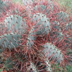 Kaktusi: Opuntia phaeacantha hibrid sa CRVENIM BODLJAMA