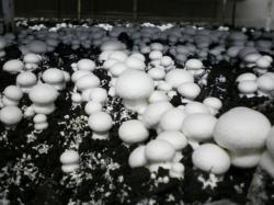 Gljive i proizvodi od gljiva: Seme sampinjona za sadnju na kartonu