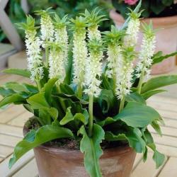 Lukovice: Eucomis - Bastenski ananas