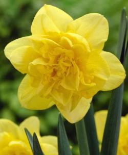 Lukovice: Narcis dupli zuti
