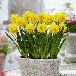 Lukovice: Mini narcis Tete dupli