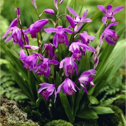 Lukovice: Bletila striata - Spoljna orhideja