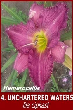 Lukovice: 4.Hemerocallis - Unchartered Waters